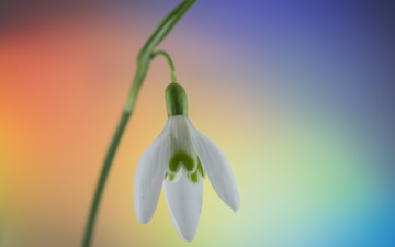 Картинка цветы подснежники +белоцветники +пролески цветок белый подснежник