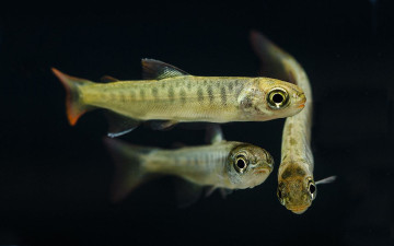 Картинка животные рыбы мальки