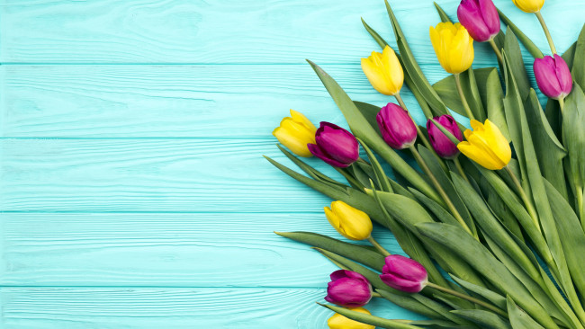 Обои картинки фото цветы, тюльпаны, бутоны