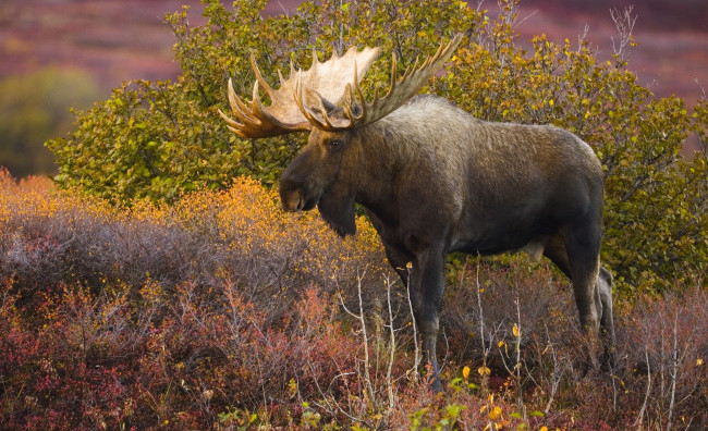 Обои картинки фото животные, лоси, лось, осень, кусты
