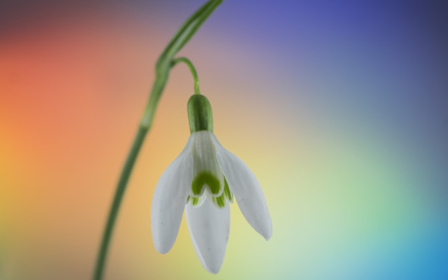 Обои картинки фото цветы, подснежники,  белоцветники,  пролески, цветок, белый, подснежник