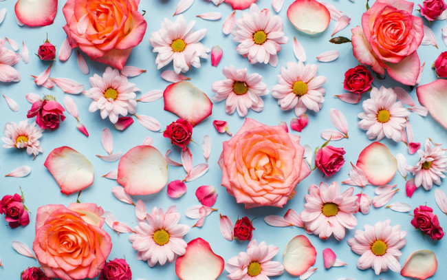 Обои картинки фото цветы, разные вместе, розы, хризантемы, лепестки, бутоны