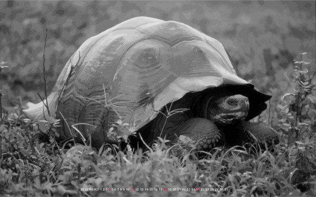Обои картинки фото календари, компьютерный дизайн, животное, черепаха, calendar, трава, растение, 2019