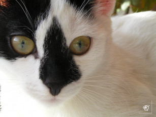 Картинка Чёрноносая животные коты