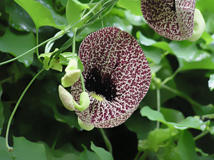 Картинка цветы орхидеи