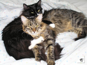 Картинка дочъ животные коты