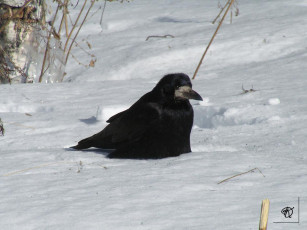 Картинка грач животные вороны грачи галки
