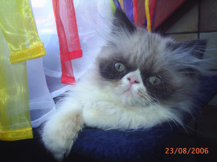 Картинка сир эндрю животные коты