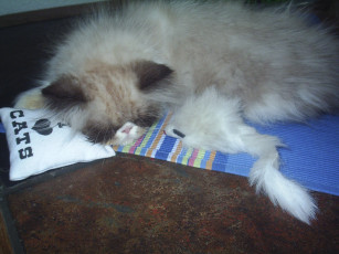 Картинка сир эндрю животные коты