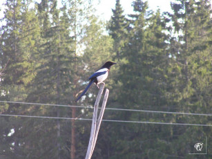 обоя сорока, животные, птицы