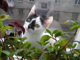 Картинка за стеклом животные коты