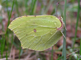 Картинка животные бабочки