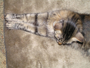 Картинка животные коты