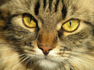 Картинка животные коты