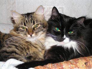 Картинка животные коты