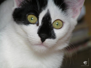 Картинка животные коты