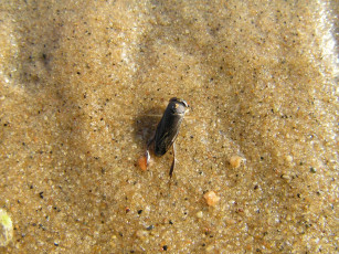 Картинка животные насекомые