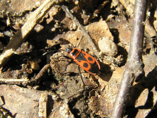 Картинка животные насекомые