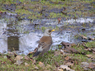 Картинка животные птицы