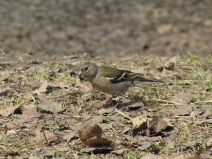 Картинка зябличиха животные птицы