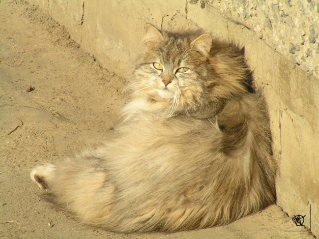 Обои картинки фото бтк, животные, коты