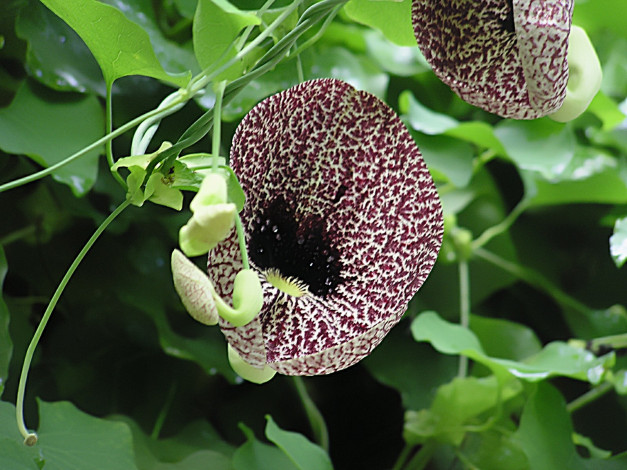 Обои картинки фото цветы, орхидеи