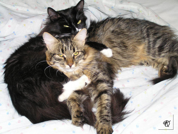 Обои картинки фото дочъ, животные, коты