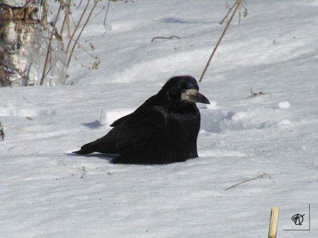 Обои картинки фото грач, животные, вороны, грачи, галки