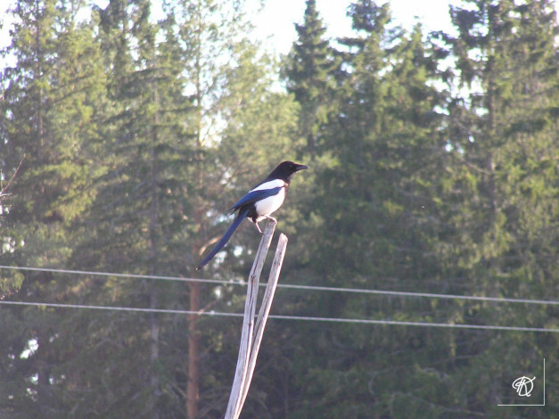 Обои картинки фото сорока, животные, птицы