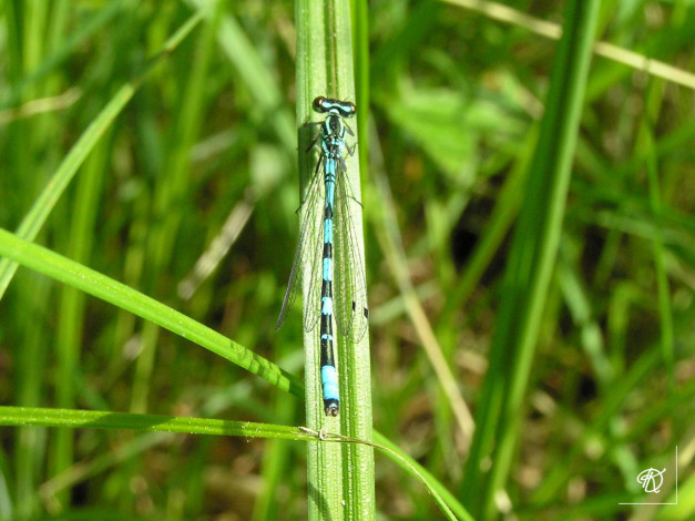 Обои картинки фото стрелка, животные, стрекозы