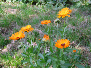 Картинка цветы календула