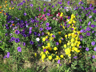 Картинка цветы разные вместе