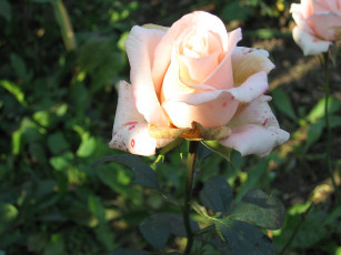 Картинка тебе единственной цветы розы