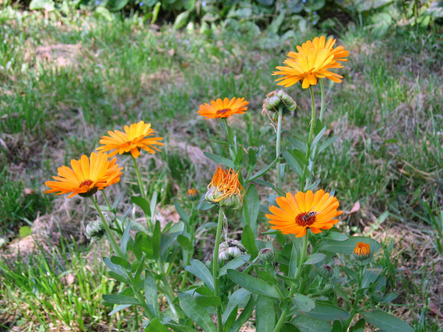 Обои картинки фото цветы, календула