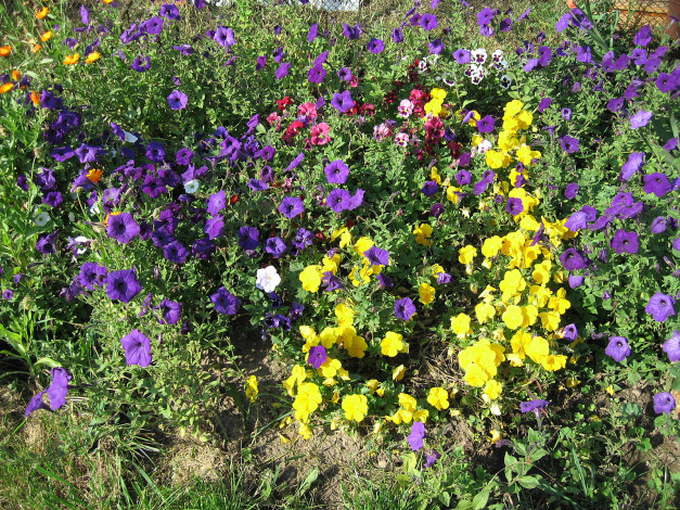 Обои картинки фото цветы, разные, вместе