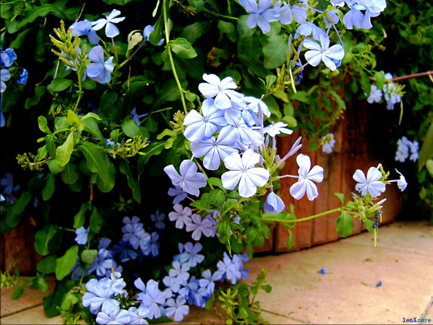 Обои картинки фото цветы, плюмбаго, свинчатка