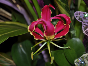 Картинка цветы глориоза