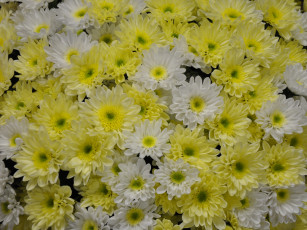 Картинка цветы хризантемы