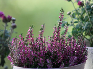 Картинка цветы вереск эрики