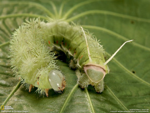 Картинка животные гусеницы