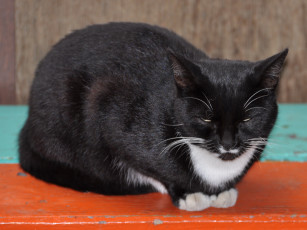 Картинка животные коты