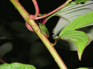 Картинка животные насекомые