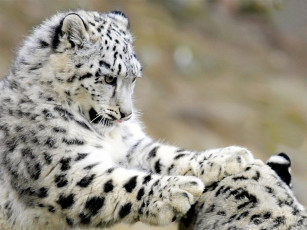 Картинка животные снежный барс ирбис