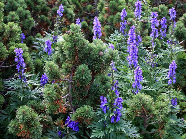 Обои картинки фото цветы, дельфиниум