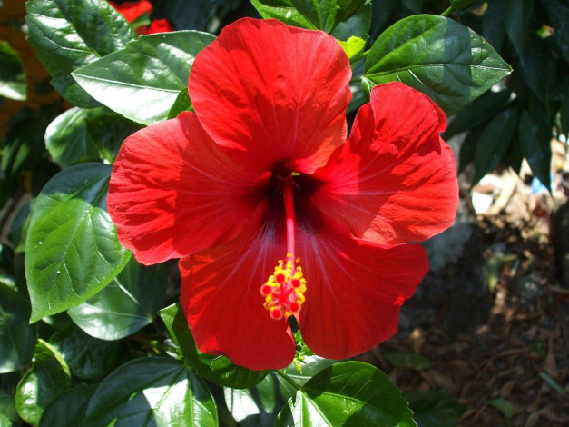 Обои картинки фото цветы, гибискусы