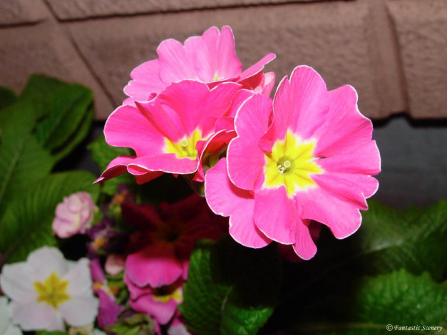 Обои картинки фото цветы, примулы