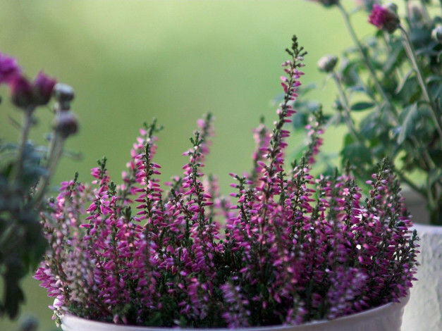 Обои картинки фото цветы, вереск, эрики