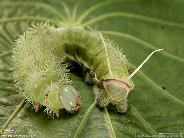 Обои картинки фото животные, гусеницы
