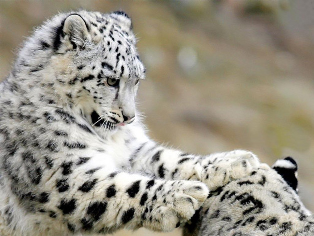 Обои картинки фото животные, снежный, барс, ирбис