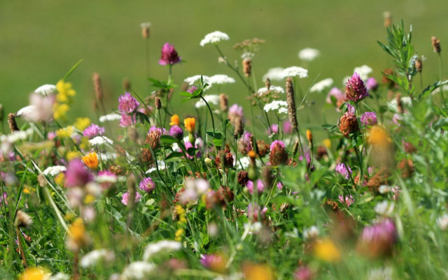 Обои картинки фото цветы, луговые, полевые